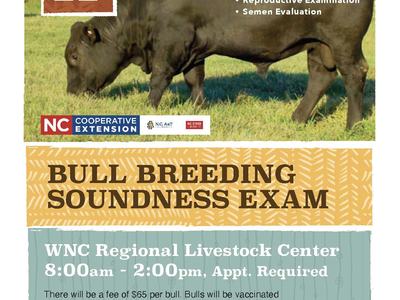 Black bull grazing; flyer text "Bull Breeding Soundness Exam" and date Mar 11
