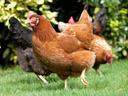 Brown hen walking on grass with other chickens and leafy shrub background