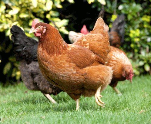 A group of chickens in a yard.