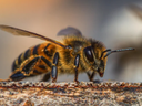 Honeybee on bark, side profile with visible antennae and striped abdomen