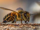Honeybee on bark, side profile with visible antennae and striped abdomen