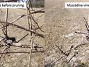 pruning grapevines