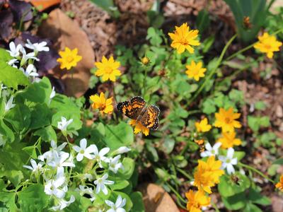 Butterfly on coreopsis