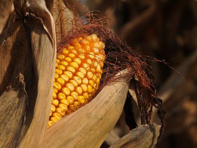 field corn in the husk