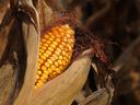 field corn in the husk