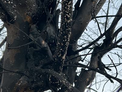 Crape Myrtle Bark Scale on infested tree