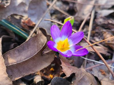 Crocus - photo by Amanda Wilkins
