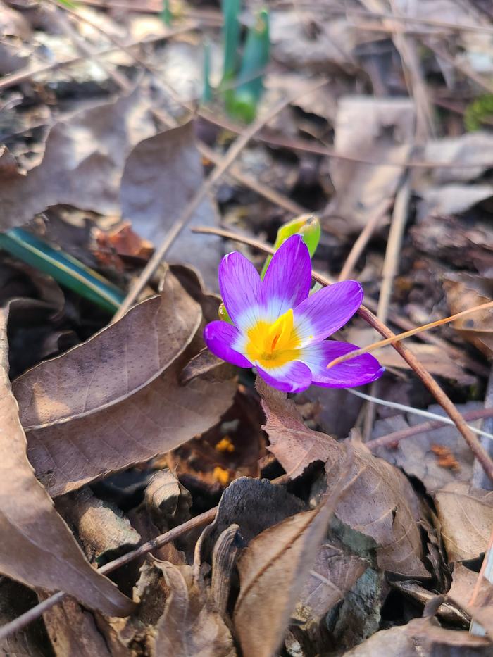 Crocus - photo by Amanda Wilkins