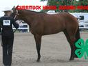 Currituck Horse Judging Team 4 H