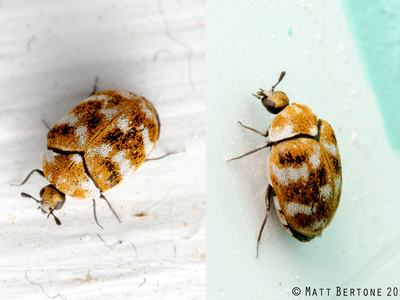 photos showing an adult carpet beetle from the top and side. You can see a small, round/oval beetle with patterns of small orange, white and black scales
