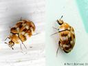 photos showing an adult carpet beetle from the top and side. You can see a small, round/oval beetle with patterns of small orange, white and black scales