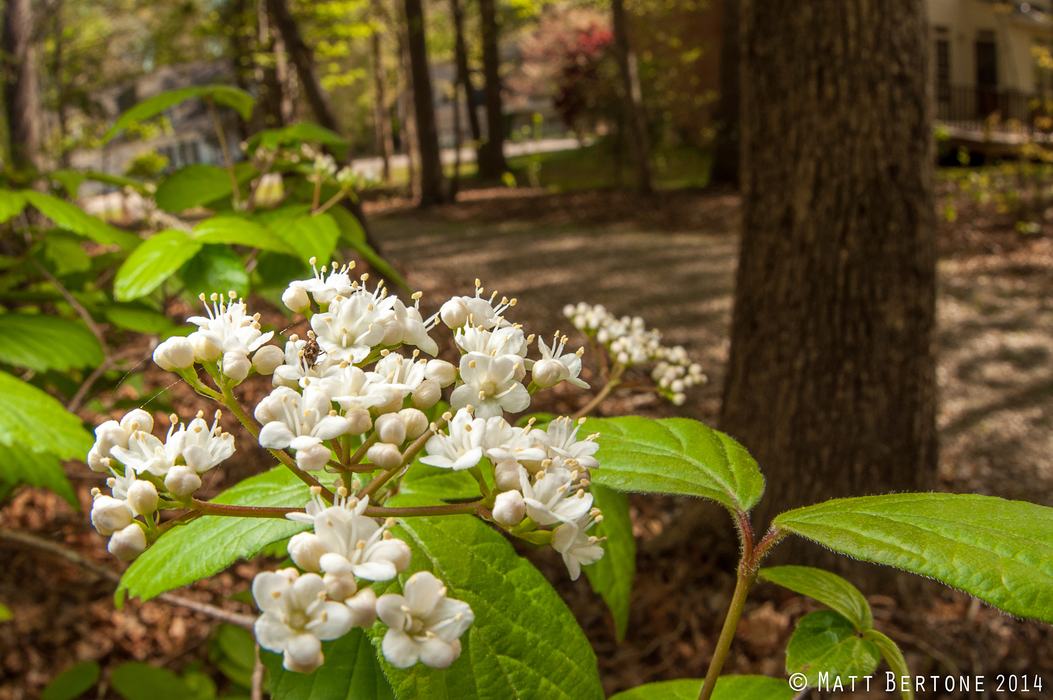 A white cluster of small viburnum flowers being visited by a small carpet beetle adult