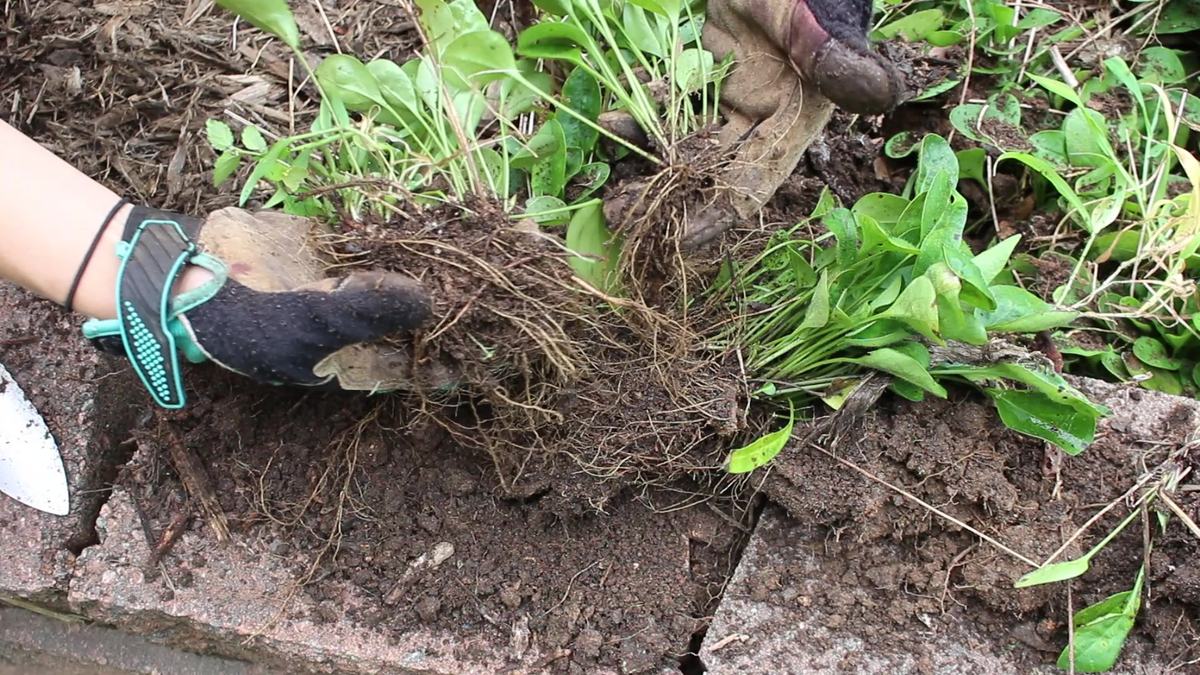 Dividing plants
