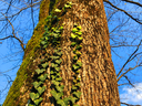 English Ivy Growing on Tree in the Winter, What is the Green Stuff Growing on my Tree, What is the green leaves on my tree, Ivy on Tree, Ivy Growing on Trees