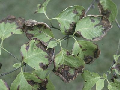 Anthracnose on Dogwood Trees