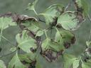 Anthracnose on Dogwood Trees