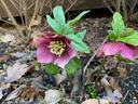 Purple hellebore flowers with green leaves and water droplets among brown leaf litter