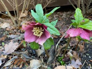 Purple hellebore flowers with green leaves and water droplets among brown leaf litter