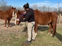 horse