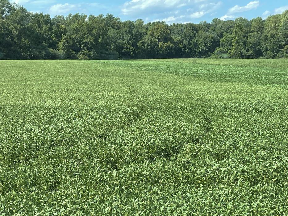 Photo shows green and taller soybeans in foreground and shorter and lighter green soybeans in the background