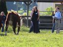 4-H livestock judging in field