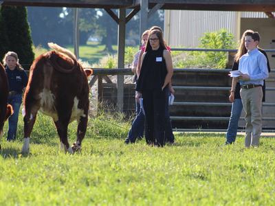 4-H livestock judging in field