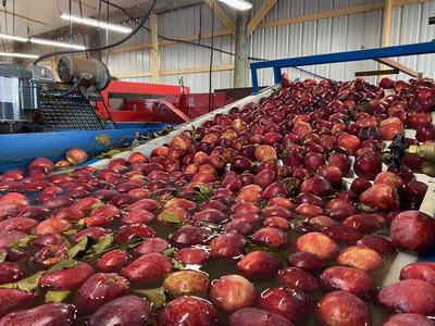 Red apples floating in water on a conveyor belt in a packing facility