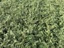 Photo shows the top of a soybean canopy with leaf defoliation