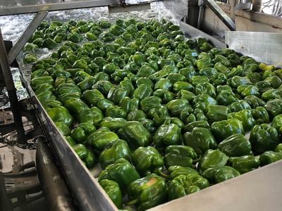 Green bell peppers being washed on a stainless-steel processing conveyor