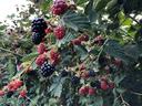 Blackberries and red unripe berries clustered on a bramble's leaves and stems