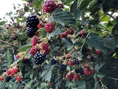Blackberries and red unripe berries clustered on a bramble's leaves and stems