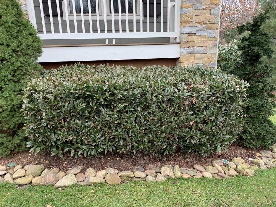 cherry laurel too close to house and over sheared for height
