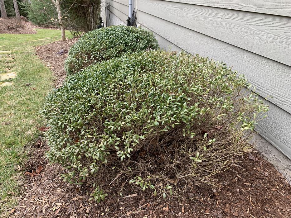 sheared plants