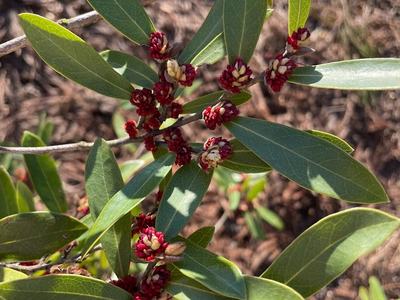 Branch with green lanceolate leaves and clustered red-and-white budlike flowers