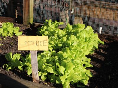 Lettuce