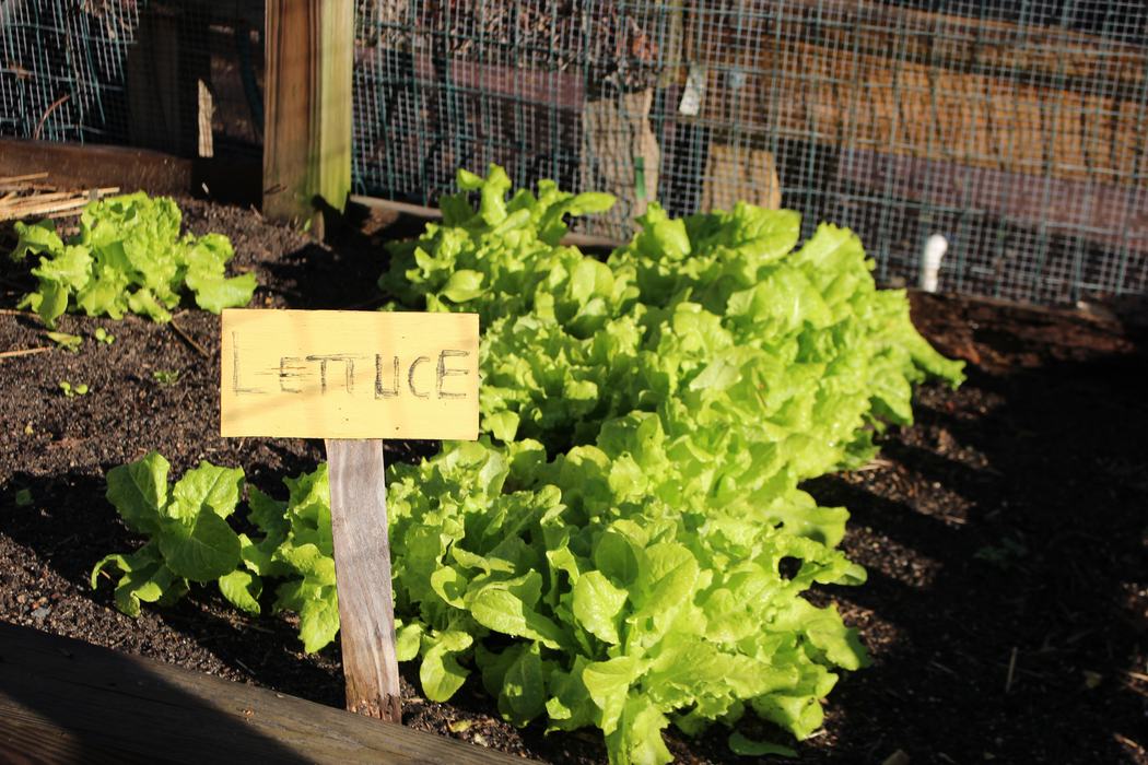 Lettuce