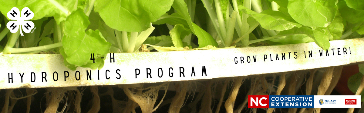 Image of lettuce plants growing hydroponically, text reads "4-H Hydroponics Program Grow Plants in Water."