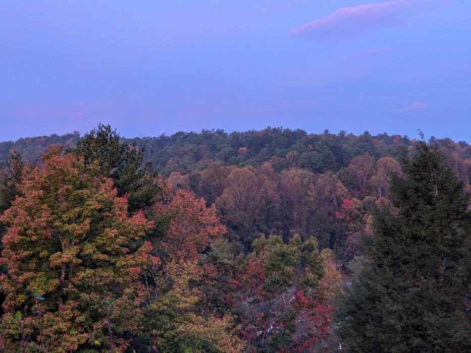 forested area, trees