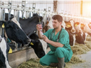 Man in green scrubs injects a dairy cow in a barn with cows lined up in stalls
