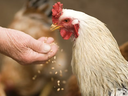 Hand feeding grain to a white rooster