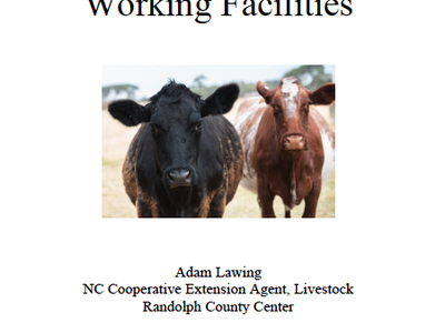 two cows standing beside each other in a field