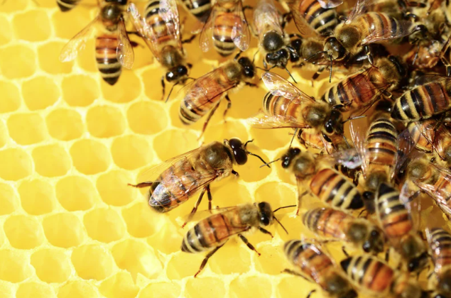 Honeybees on comb