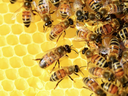 Honeybees on Comb