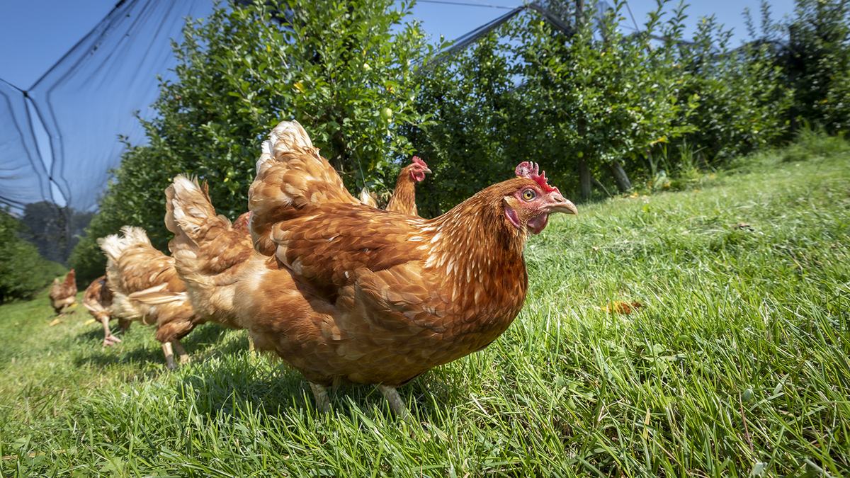 Chickens in a backyard.