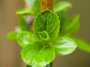 Hydrangea new leaves