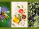 image of pollinators and herbs