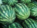 Several whole green-striped watermelons clustered together