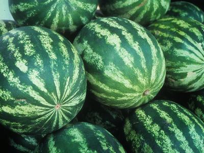 Several whole green-striped watermelons clustered together