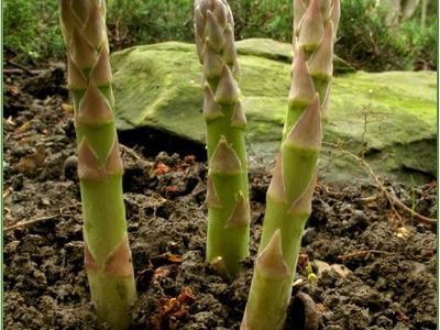 3 asparagus crowns in dirt