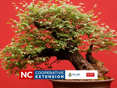 bonsai plant